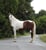 Annuncio cavallo