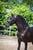 Annuncio cavallo