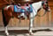 Anuncio de caballos