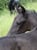 Annuncio cavallo