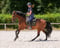Horse ad
