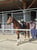 Annonce cheval