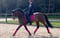 Horse ad