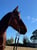 Annuncio cavallo