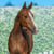 Annuncio cavallo