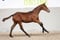 Annuncio cavallo
