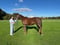 Horse ad