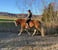 Horse ad