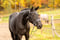 Horse ad