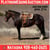 Horse ad