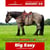 Paardadvertentie