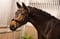Horse ad