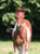 Anuncio de caballos