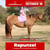 Paardadvertentie