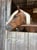 Horse ad