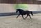 Horse ad