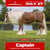 Horse ad