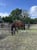 Annonce cheval