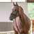 Annuncio cavallo