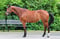 Annuncio cavallo