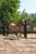 Horse ad