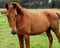 Horse ad