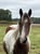 Horse ad