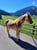Annonce cheval