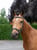 Horse ad