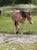 Horse ad
