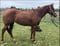 Horse ad