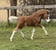 Annuncio cavallo