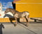 Anuncio de caballos