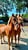 Anuncio de caballos