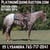 Horse ad