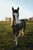 Horse ad