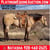 Horse ad