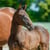 Horse ad