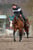 Anuncio de caballos