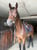 Anuncio de caballos