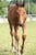 Horse ad