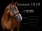 Annuncio cavallo