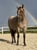 Annuncio cavallo