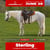 Annuncio cavallo