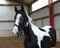 Annuncio cavallo