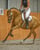 Horse ad