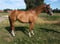 Annuncio cavallo