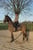 Horse ad