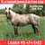 Horse ad