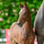 Horse ad